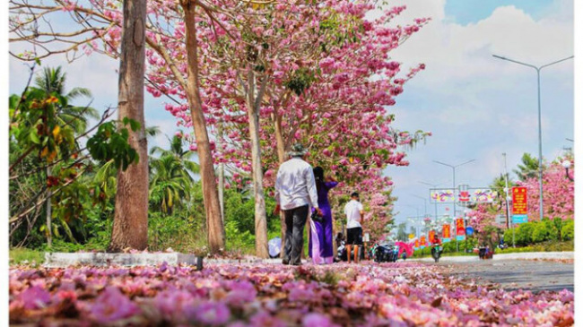 Beautifully mesmerizing the road of romantic rose flowers like Korean films in Soc Trang
