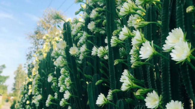 Pure and healthy beauty of Soc Trang cactus fence