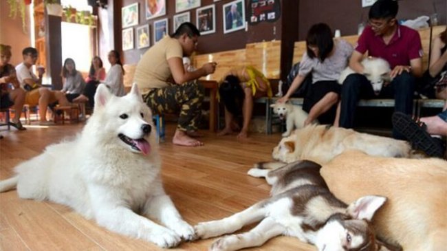 Top pet cafes in Dalat are super pretty and lovely