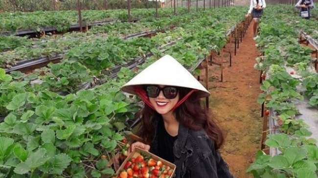 Check out the lovely Dalat strawberry gardens that are the most loved