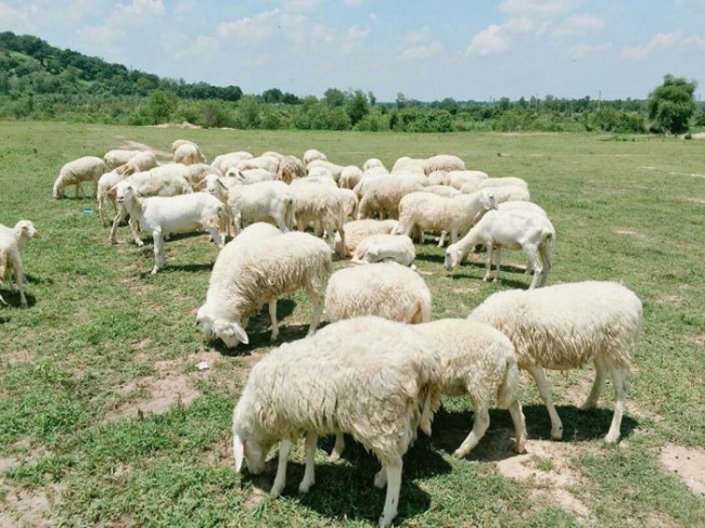 compass travel vietnam, suoi nghe sheep field, transport to vung tau, travel to vietnam, travel to vung tau, vung tau itinerary, vung tau travel guide, vung tau vietnam, what to do in vung tau, suoi nghe sheep field travel experience takes beautiful pictures