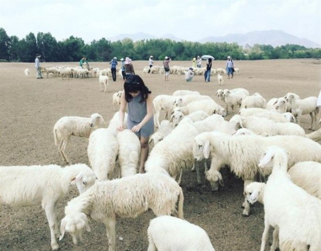 compass travel vietnam, suoi nghe sheep field, transport to vung tau, travel to vietnam, travel to vung tau, vung tau itinerary, vung tau travel guide, vung tau vietnam, what to do in vung tau, suoi nghe sheep field travel experience takes beautiful pictures