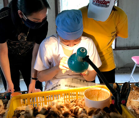 chicken pits, gold bowl cool jobs, nguyen thi dung, portrait, report, roosters, sexist chickens, strange job, vietnamese people, ‘superstar’ looks at the gender of the chicken, earning 60 million per month