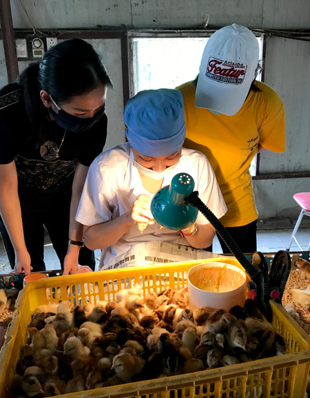 chicken pits, gold bowl cool jobs, nguyen thi dung, portrait, report, roosters, sexist chickens, strange job, vietnamese people, ‘superstar’ looks at the gender of the chicken, earning 60 million per month