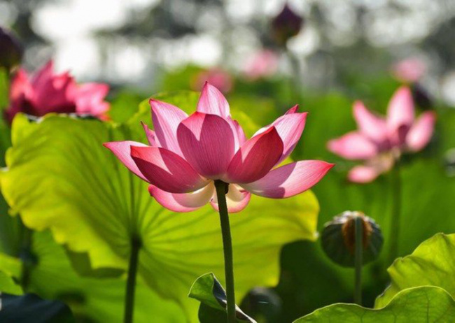 compass travel vietnam, hue inside guide, hue tourism lotus, hue travel guide, hue vietnam, transport to hue, travel to hue, travel to vietnam, hue tourism welcomes the blooming lotus season so beautiful