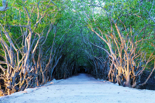 compass travel vietnam, hue inside guide, hue travel guide, hue vietnam, ru cha mangrove forest of hue, transport to hue, travel to hue, travel to vietnam, enjoy the world of peace in the ru cha mangrove forest of hue