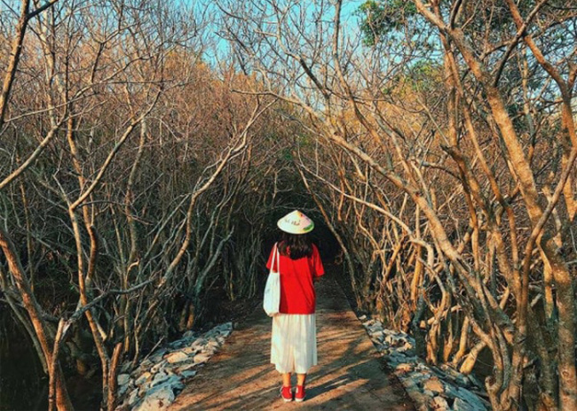compass travel vietnam, hue inside guide, hue travel guide, hue vietnam, ru cha mangrove forest of hue, transport to hue, travel to hue, travel to vietnam, enjoy the world of peace in the ru cha mangrove forest of hue