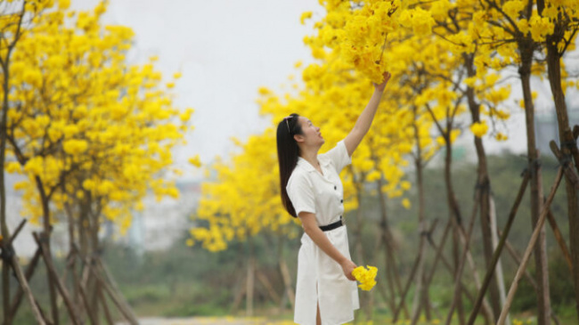 feng shui flower, hanoi, rice flower season, traveling hanoi, rice flowers and maple trees bloom in hanoi