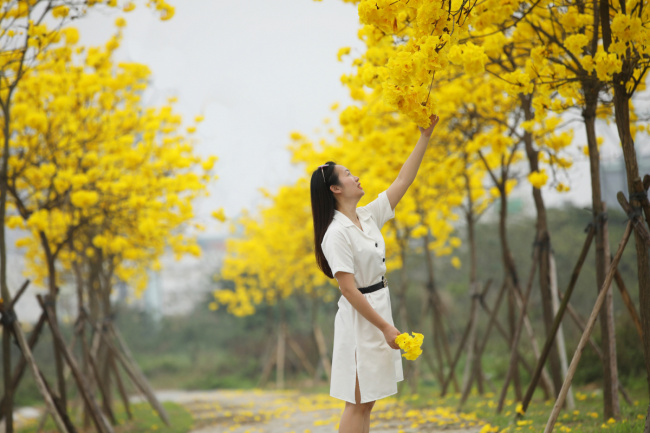 feng shui flower, hanoi, rice flower season, traveling hanoi, rice flowers and maple trees bloom in hanoi