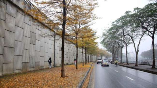 Amazingly beautiful, the rows of small yellow-leaved eagle trees on the streets of Hanoi