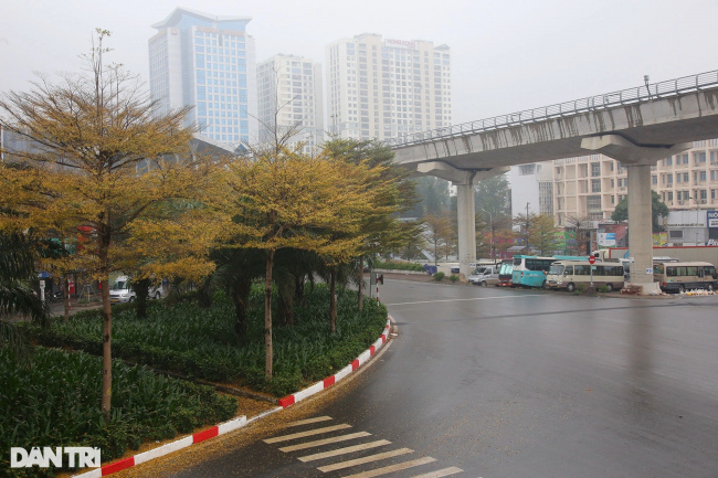 grapefruit street, small leaf eagle tree, spring weather, yello brilliant, amazingly beautiful, the rows of small yellow-leaved eagle trees on the streets of hanoi