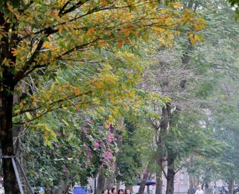hanoi, spring, the season of trees changing leaves, yellow leaves, youth, hanoi is golden in the season when the trees change leaves, young people flock to take pictures