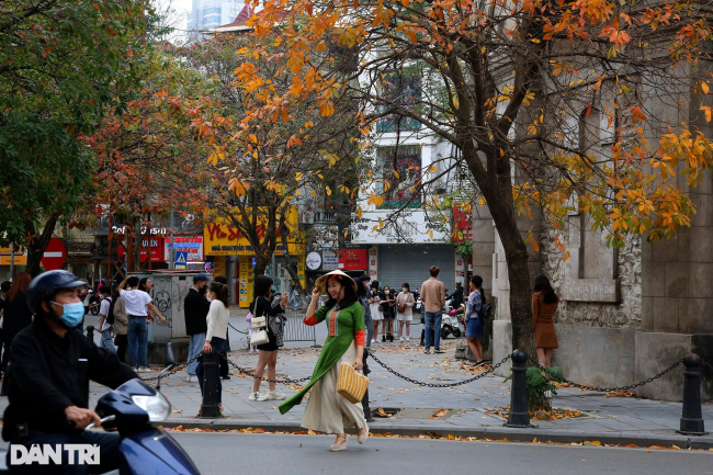 hanoi, spring, the season of trees changing leaves, yellow leaves, youth, hanoi is golden in the season when the trees change leaves, young people flock to take pictures