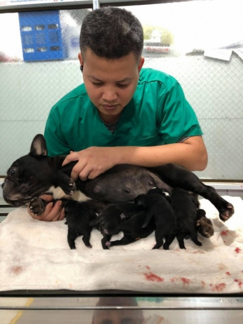 5 địa chỉ chăm sóc sức khỏe cho thú cưng tại Quảng Ninh