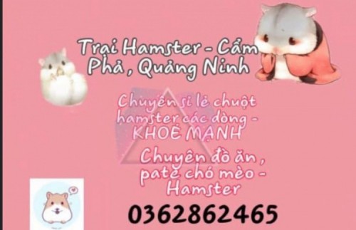 5 địa chỉ mua bán thú cưng uy tín nhất TP. Cẩm Phả, Quảng Ninh