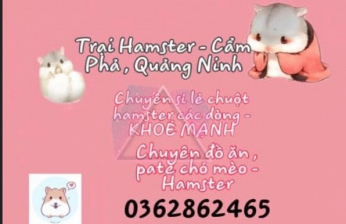 5 địa chỉ mua bán thú cưng uy tín nhất tp. cẩm phả, quảng ninh