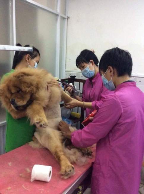 4 dịch vụ cắt tỉa lông thú cưng uy tín nhất tại quận 1, tp. hcm