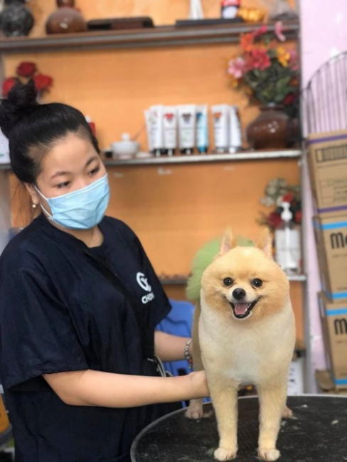 4 Dịch vụ cắt tỉa lông thú cưng uy tín nhất tại Quảng Ngãi