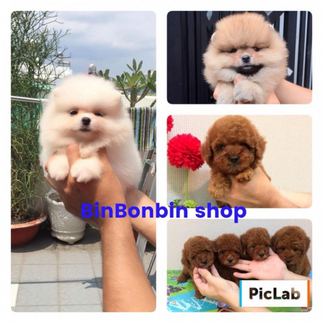 10 cửa hàng bán chó poodle uy tín nhất ở hà nội và tphcm