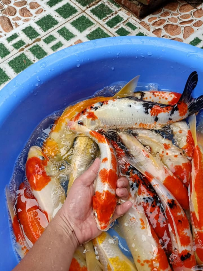 4 địa chỉ mua cá Koi Nhật, Cá Koi F1 tại Đà Nẵng