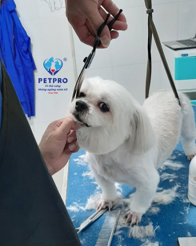 9 dịch vụ chăm sóc thú cưng uy tín nhất tại tphcm