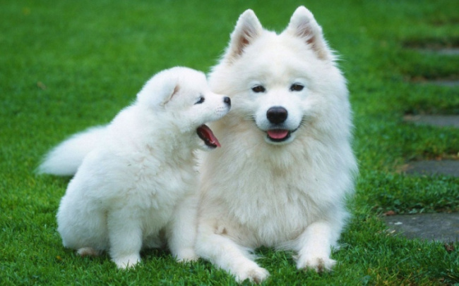 10 hình ảnh đáng yêu nhất quả đất của các bé cún