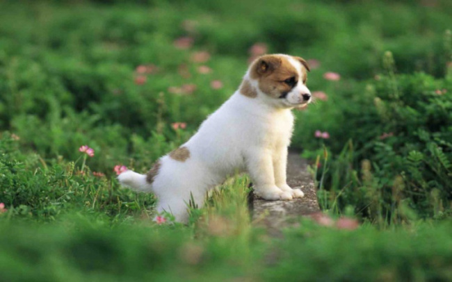 10 hình ảnh cún con dễ thương nhất quả đất