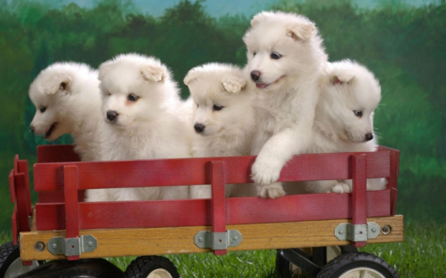10 hình ảnh đáng yêu nhất quả đất của các bé cún
