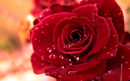 17 bài thơ hay về hoa hồng