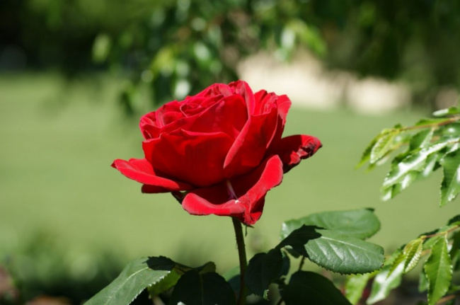 17 bài thơ hay về hoa hồng