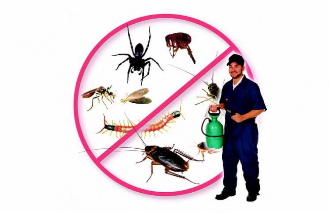 12 công ty diệt côn trùng, mối tại nhà ở Đà Nẵng