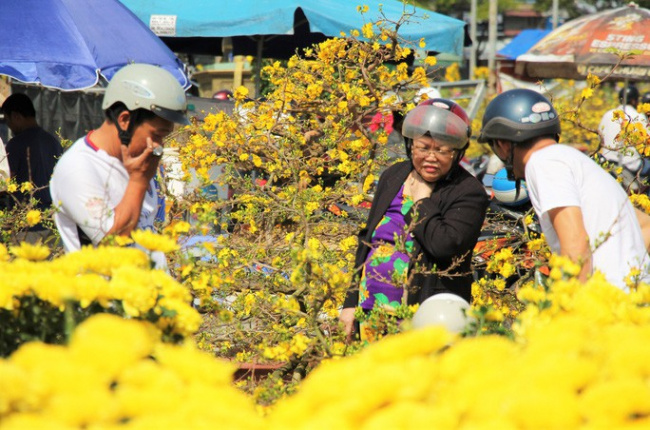 3 Địa chỉ bán hoa mai đẹp, uy tín tại Đà Nẵng