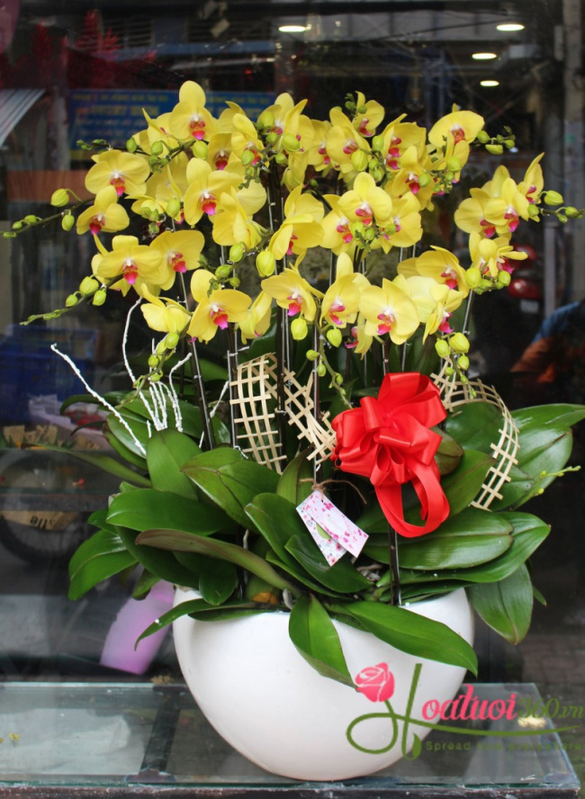11 địa chỉ bán hoa lan hồ điệp đẹp nhất tại tp.hcm