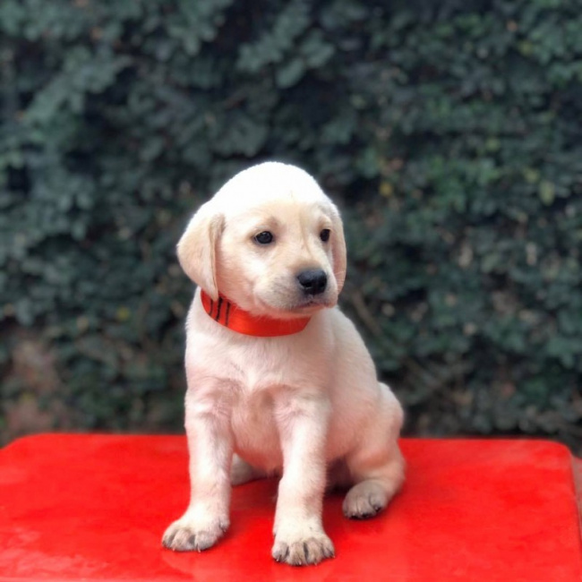5 địa chỉ mua chó Labrador uy tín tại Việt Nam