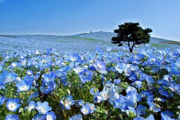 10 vườn hoa đẹp nhất thế giới bạn nên đến một lần trong đời