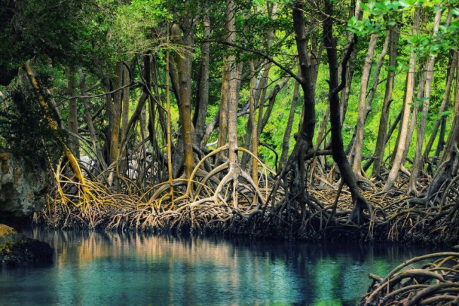 amazon, top 30 địa điểm du lịch cà mau sông nước hữu tình