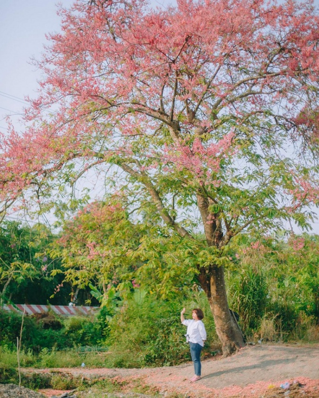 flower season, vietnam check-in, the seasons of pink flowers in vietnam are so beautiful that they melt the hearts of travelers