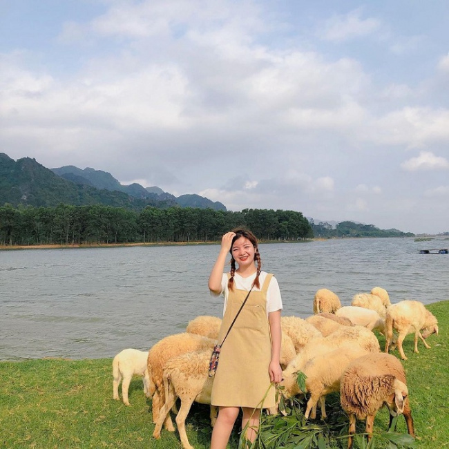nghe an sheep field, ninh thuan sheep field, vietnam check-in, the beautiful sheep fields in vietnam are full of nomadic nature, beautiful pictures like a magazine 