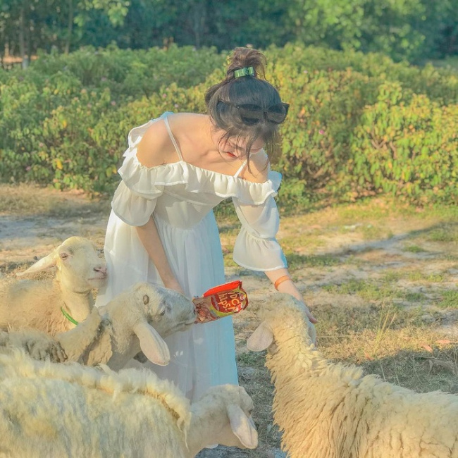 nghe an sheep field, ninh thuan sheep field, vietnam check-in, the beautiful sheep fields in vietnam are full of nomadic nature, beautiful pictures like a magazine 