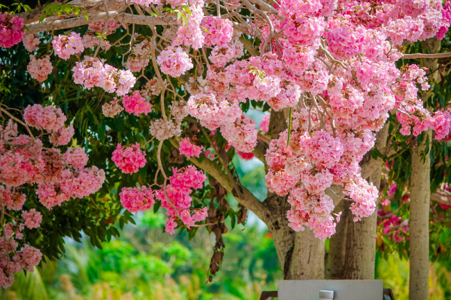 soc trang, charming the road of pink flowers in soc trang