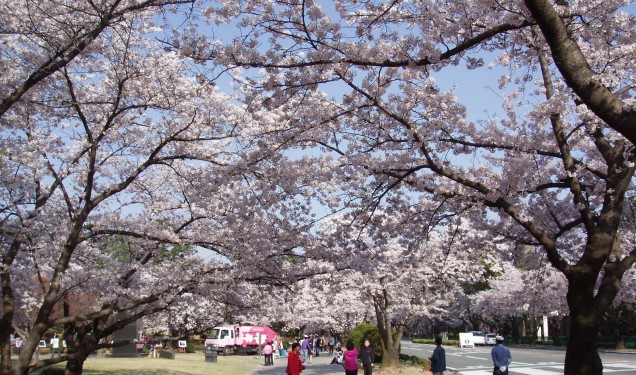 Seoul mùa hoa anh đào