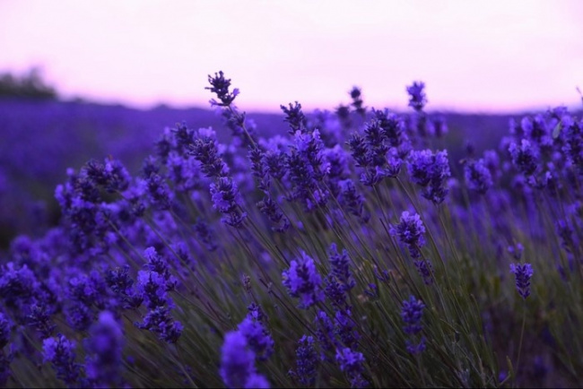 những địa điểm ngắm lavender mùa hạ