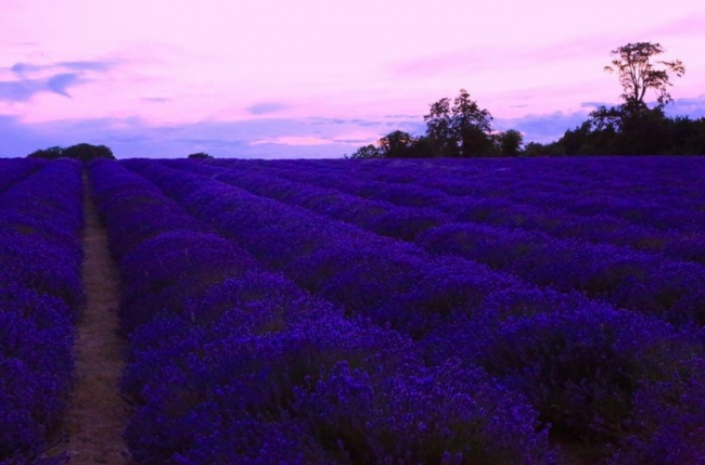 những địa điểm ngắm lavender mùa hạ