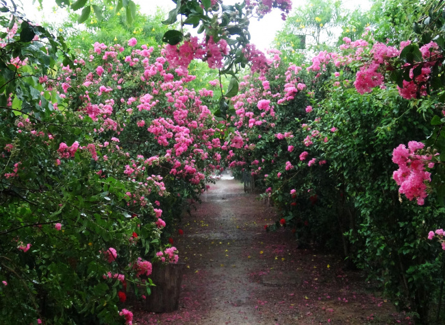 Check in trên con đường hoa Tường Vy đẹp mê hồn giữa hè ngay tại Hà Nội