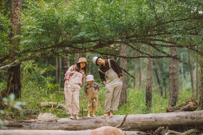 du lịch đà lạt, [review] top 10+ rừng thông đà lạt thơ mộng lãng mạn