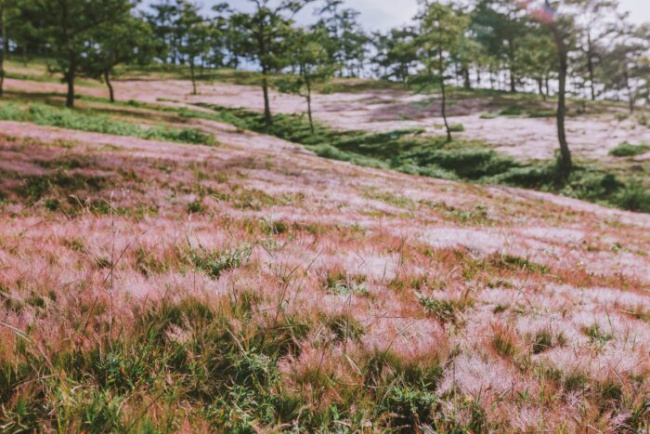khám phá cắm trại đồi cỏ hồng đà lạt, cắm trại đồi cỏ hồng đà lạt, khám phá cắm trại đồi cỏ hồng đà lạt
