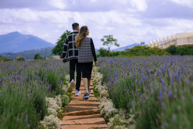 điểm đến đà lạt, “checkin” mỏi tay tại 4 vườn hoa lavender đà lạt tuyệt đẹp