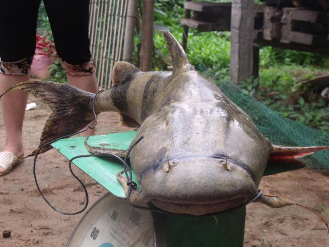 ăn chơi cao bằng, 18 đặc sản cao bằng bạn nhất định phải thưởng thức một lần