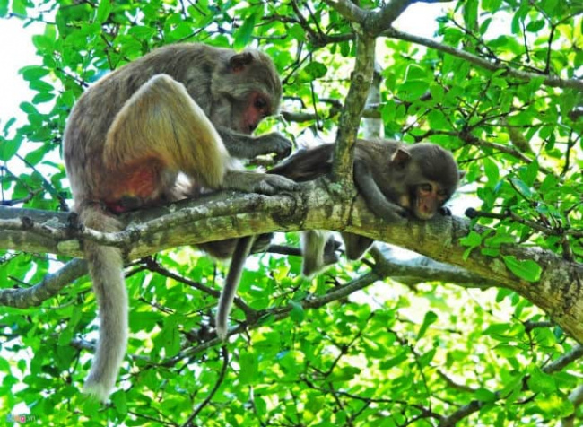 điểm đến khánh hòa, du lịch đảo khỉ: review cực kỳ chi tiết thời điểm, giá vé, ăn uống…