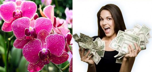 5 loài hoa phong thủy thu hút may mắn, tiền tài cho gia chủ